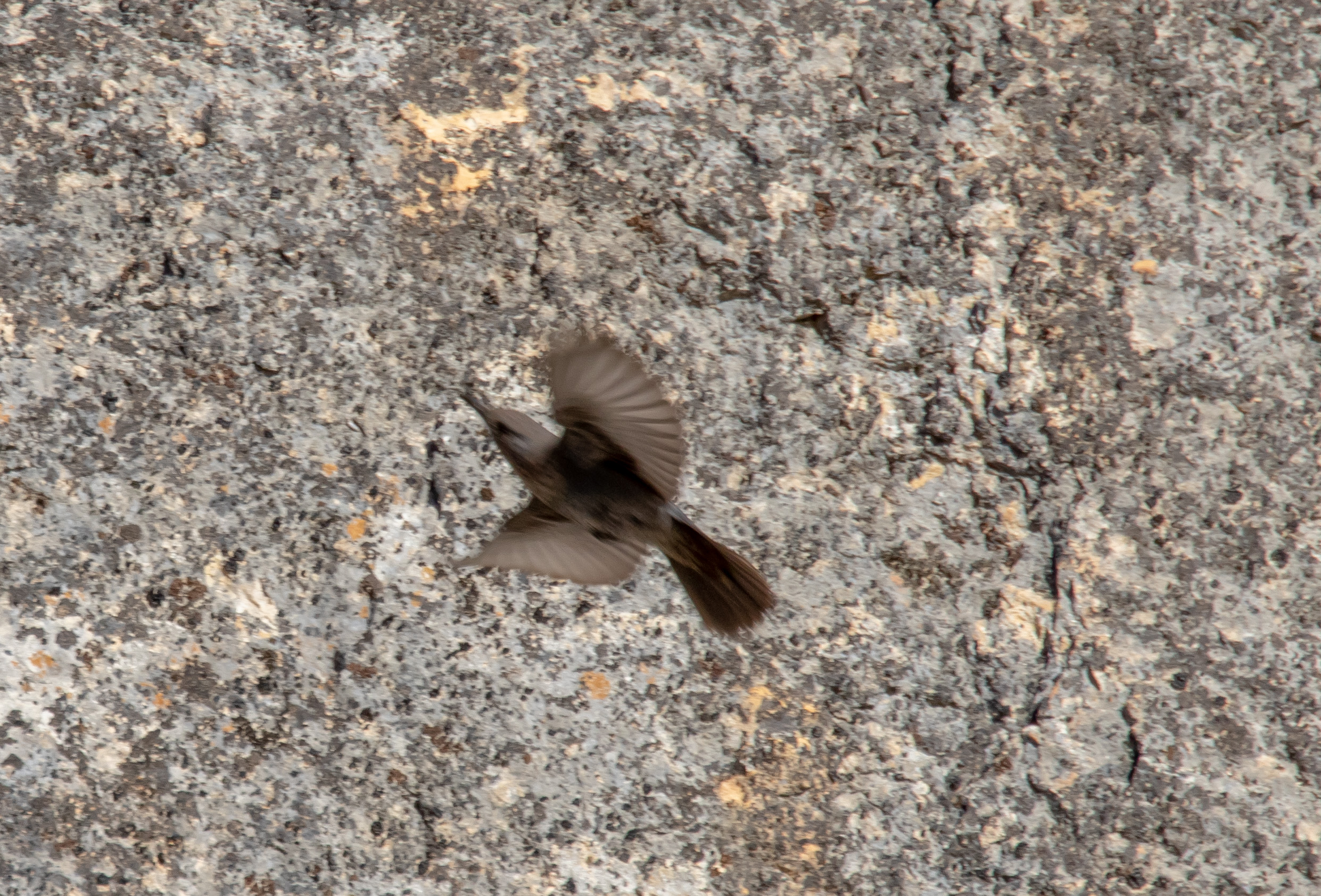 Miniature
